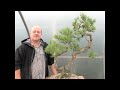 Bonsai Tree Demonstration - Yamadori Scots Pine