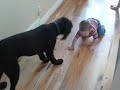 Baby Thinks he s a Dog!