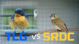 Burung Srdc Bali Mp3 Gratis Music Video Tv Radio Zone