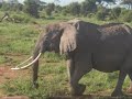 World famous elephant Echo in Amboseli