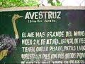 Algunos Animales del ZooChilpan