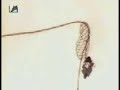 סרטון הפתיחה של היי! בינבההועלה על ידי עולם המצוייריםhttp://cartoon.irc.co.il/