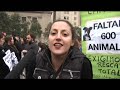 Nueva manifestación pro rescate animales de Chaitén Nueva manifestación pro rescate animales de Chaitén