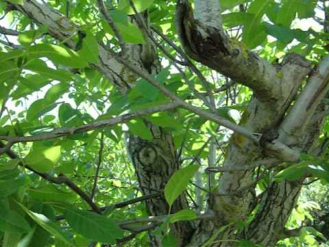 how to value a walnut tree