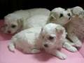3 week old bichons
