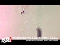 Kiteboarder getting chased by Shark | KiteRoam.com exclusive video! - 05-12