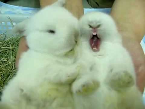 how to take care of a bunny