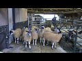 1stPrize Kendal Shearlings