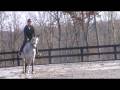 Joshua--- Thoroughbred, Gelding for sale in Ga