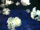 Jellyfish 3 Jellyfish 3