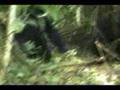 Kongomani and Baseka, Blackback Mountain Gorillas