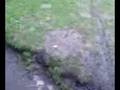 Shane vs Husqvarna 268 chainsaw pt1