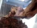 videos de My Medditeranean House gecko - Shine
