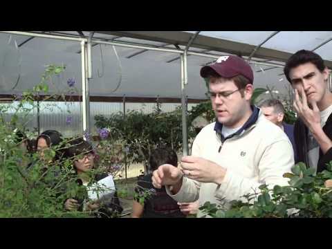 how to care for duranta erecta
