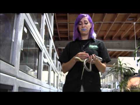 YouTube reptile video