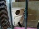 sugar glider / ninja boy in house at first time