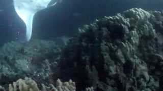 Manta Ray Night Dive - Kona Hawaii