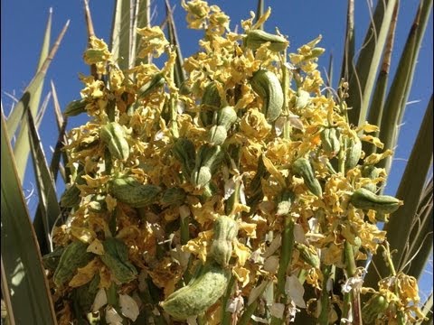 how to harvest yucca