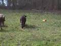 Nova Scotia Cow Tolling Retriever