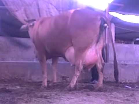 parturition - thanks sir you are allwayes respectable for me.