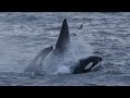 The National Geographic Endeavour encounters a rare sighting of Orcas off the coast of Spitsbergen, Norway. Not only is it rare to see these whales at this latitude, but to document them in the midst of hunting a Minke Whale was the most exciting part of the voyage. www.expeditions.com