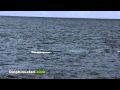 Video for paddle boarder meets whale watching