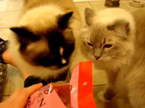 Dried Bonito Flakes by Eden Foods Product Review by Floppycats 0 Dried Bonito Flakes by Eden Foods Product Review by Floppycats