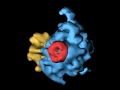 Ribosome (ER, mRNA Translation and Translocation)