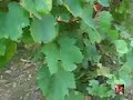 Viticulture - Entretien m�canique des sols viticoles