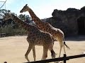 Taronga Zoo Taronga Zoo