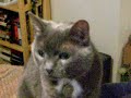 My cat who is afraid of jumping conquers her fear.... My cat who is afraid of jumping conquers her fear....