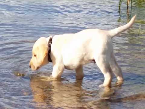 Charlie Explores the Water