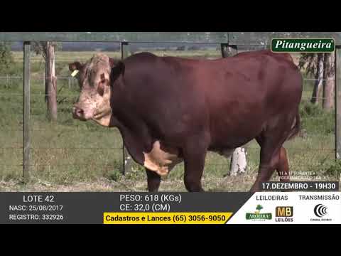 LEILO E DE OLHO NA FAZENDA GRUPO PITANGUEIRA