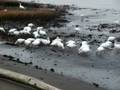 Snow geese feeding on a Richmond beach
