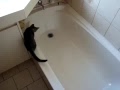 Bath time for Mister Bigglesworth.