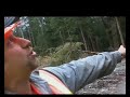 Loggers DVD extract downing a big tree