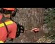 Loggers DVD extract downing a big tree