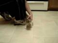 videos de 110 Lab vs 1 lb Kitten ~ Part 2