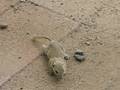 Vermin in my backyard Prairie Dog, Ground Squirrel, Rodent?