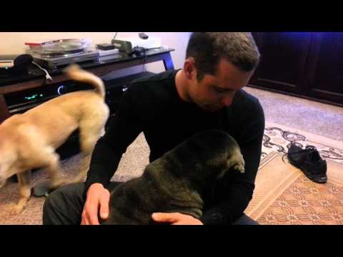 how to care shar pei