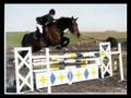 xx life with the horseys xx