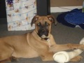 taz baby