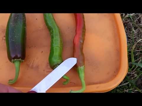 how to fertilize jalapeno peppers