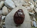 alive stones