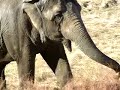 minnie and lottie were the first 2 elephants to arrive in the sanctuary's 'caravan to freedom' -- the  largest circus elephant rescue in history. their best friend queenie arrived just a few days later.  these 8 former hawthorn circus elephants who found sanctuary in tennessee and are now lovingly referred to as our 