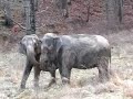 minnie and lottie were the first 2 elephants to arrive in the sanctuary's 'caravan to freedom' -- the  largest circus elephant rescue in history. their best friend queenie arrived just a few days later.  these 8 former hawthorn circus elephants who found sanctuary in tennessee and are now lovingly referred to as our 