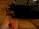 toby - ADD yorkie toby - ADD yorkie