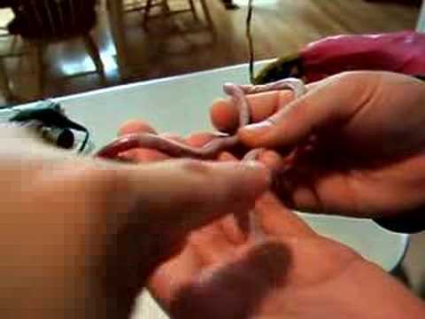 Worm Lizard 4