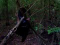 Bird killed itself running into a tree