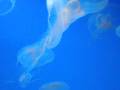 videos de The Peacefulness of Jellyfish